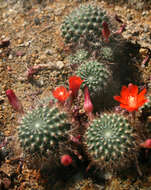 Imagem de Rebutia pulvinosa F. Ritter & Buining