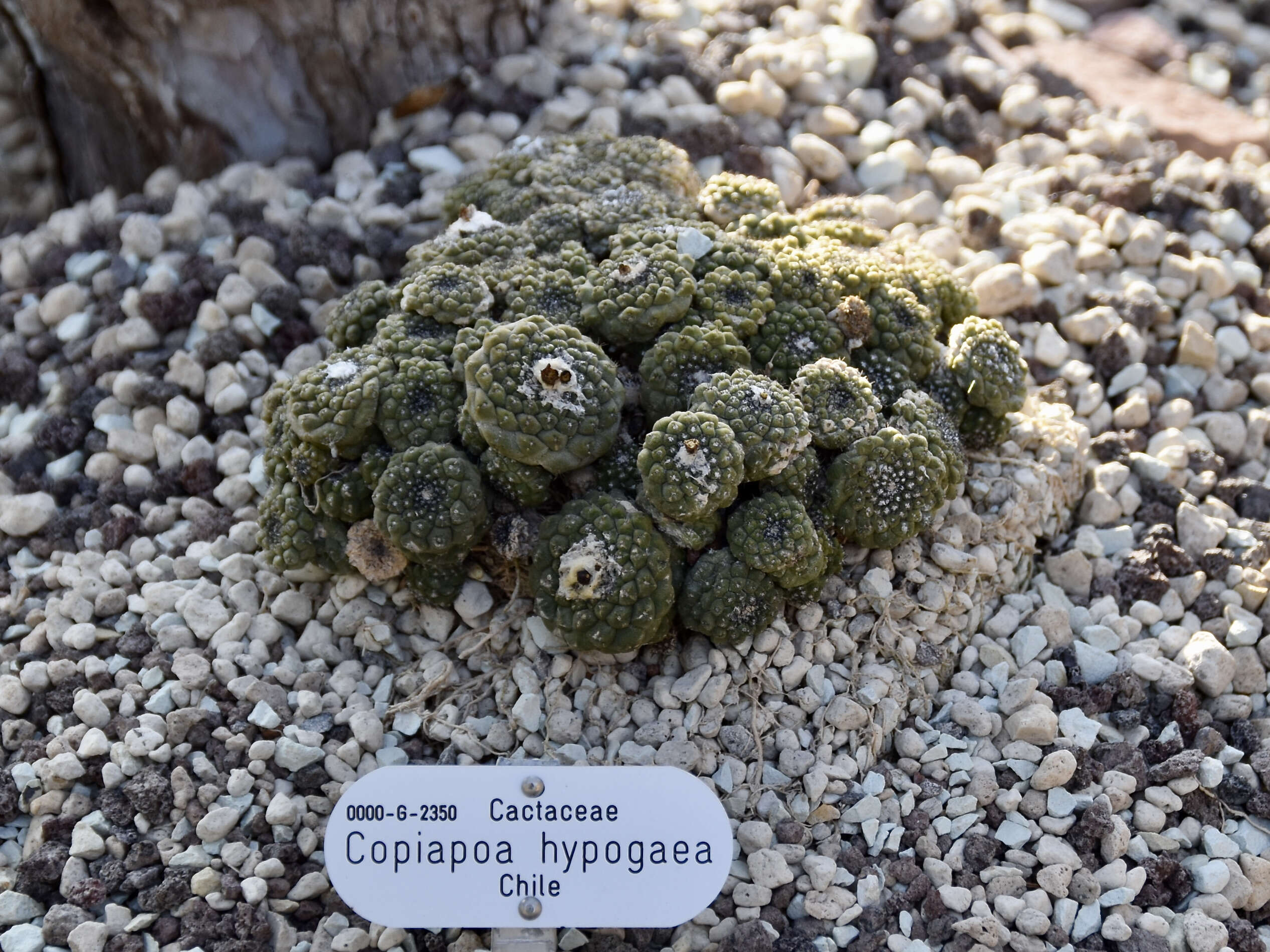 Image of Copiapoa hypogaea F. Ritter