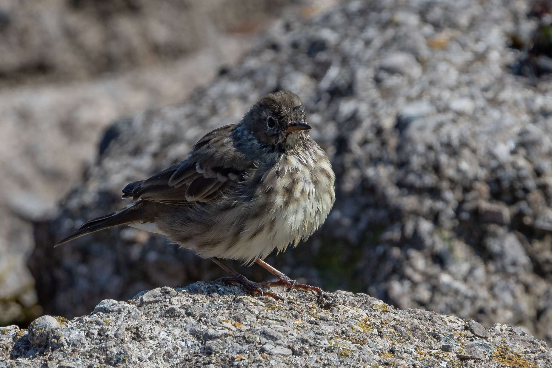 Anthus petrosus (Montagu 1798) resmi