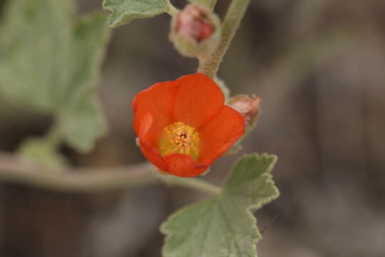 Image of Munro's globemallow