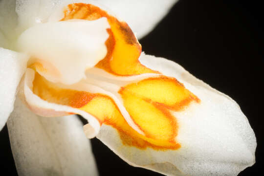 Image of Coelogyne corymbosa Lindl.