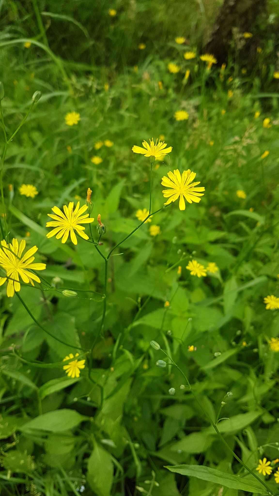 Image of nipplewort