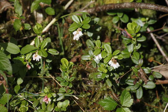 Image of bearberry