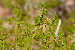 Image de Larrea tridentata (Sesse & Moc. ex DC.) Coult.