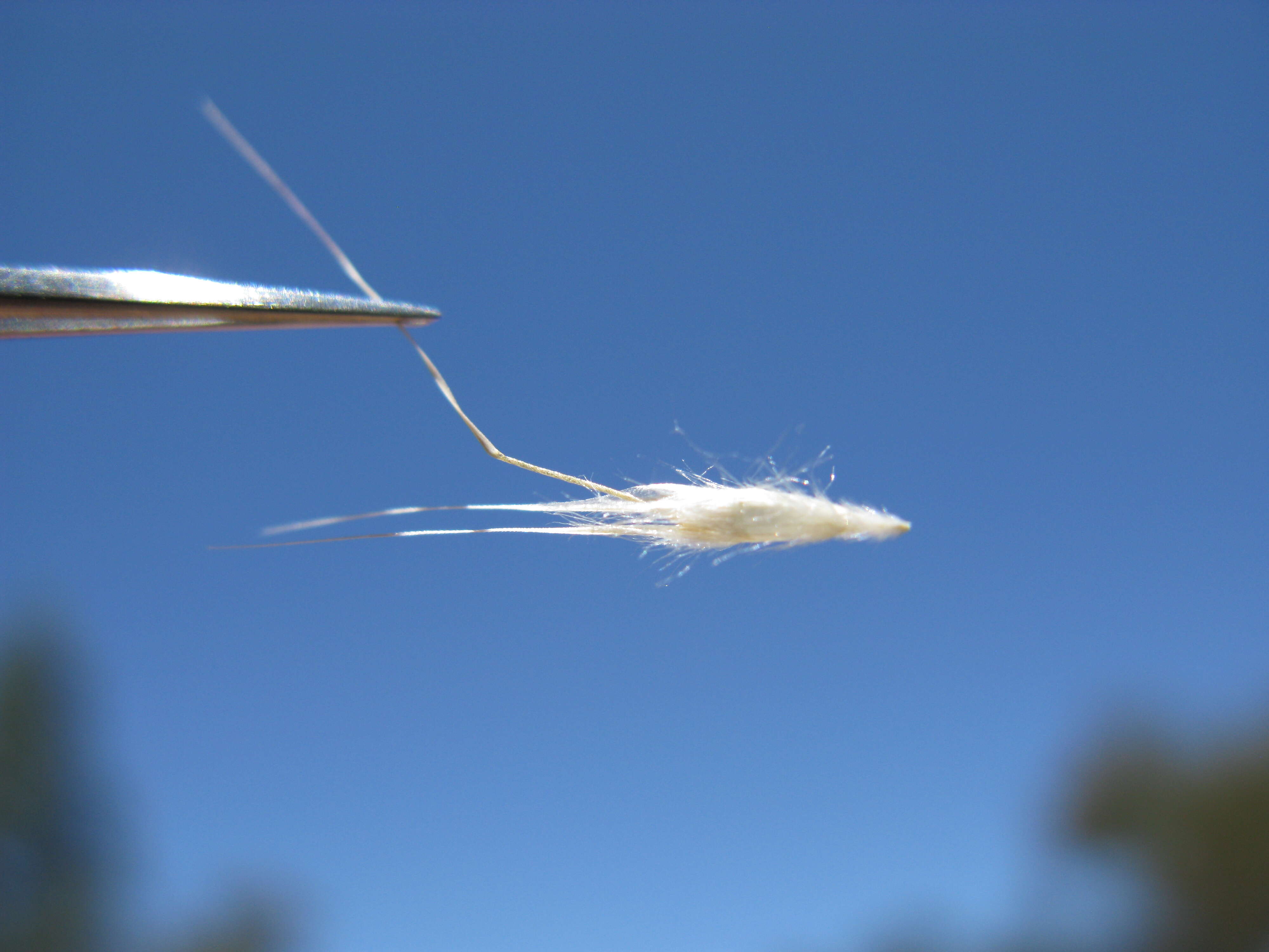 Rytidosperma caespitosum (Gaudich.) Connor & Edgar resmi