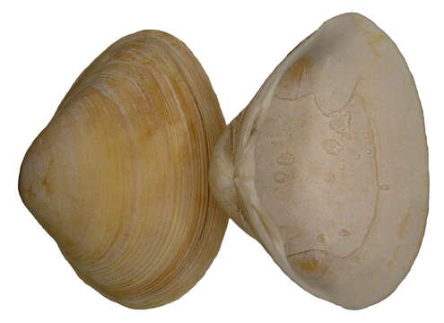 Image of cut surfclam