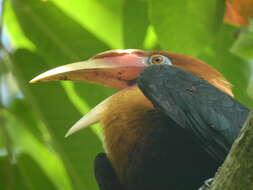 Image of Narcondam Hornbill