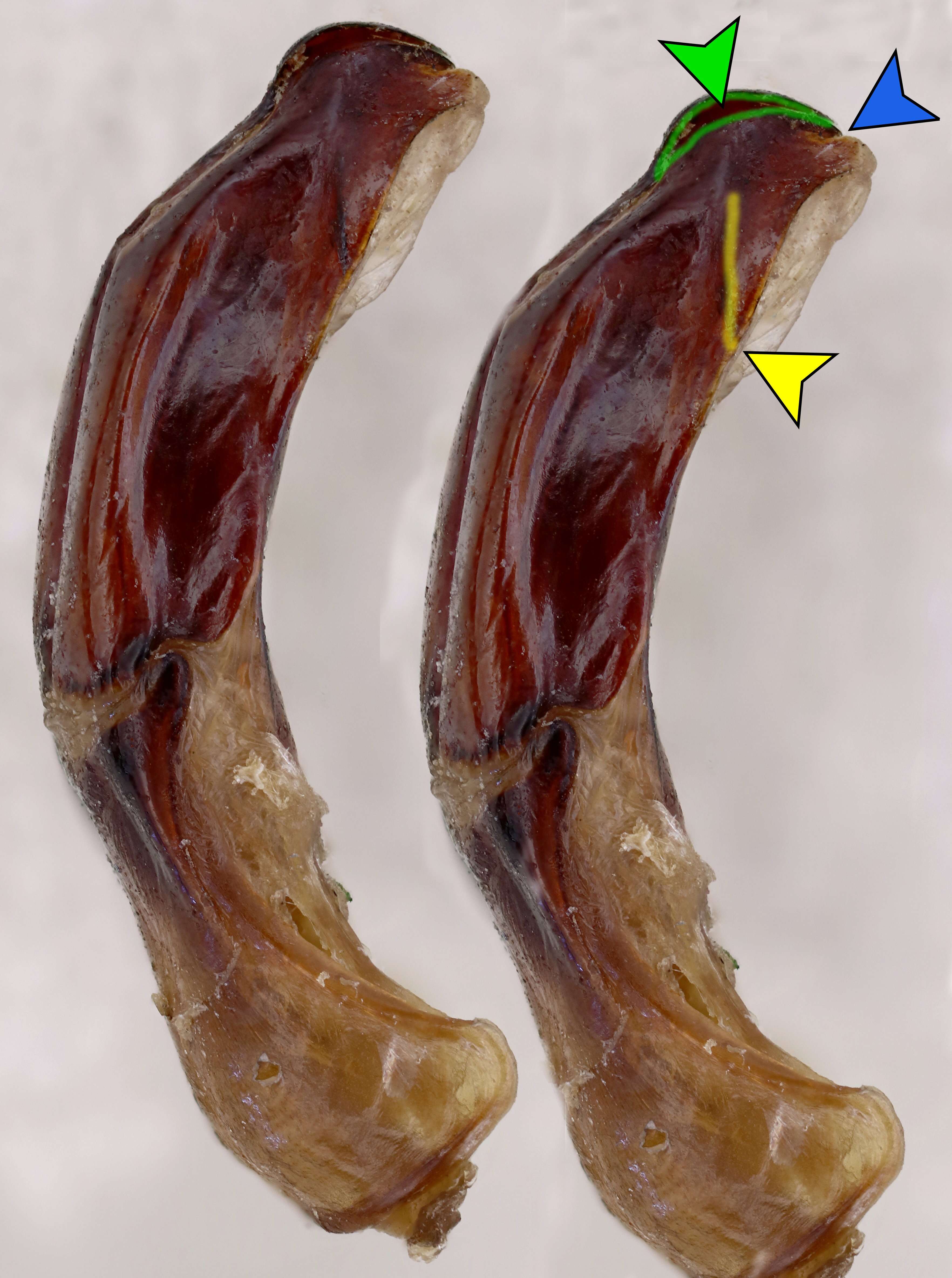 Image of Protaetia (Potosia) cuprea (Fabricius 1775)