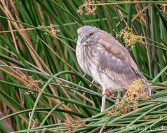 Image of Night Herons