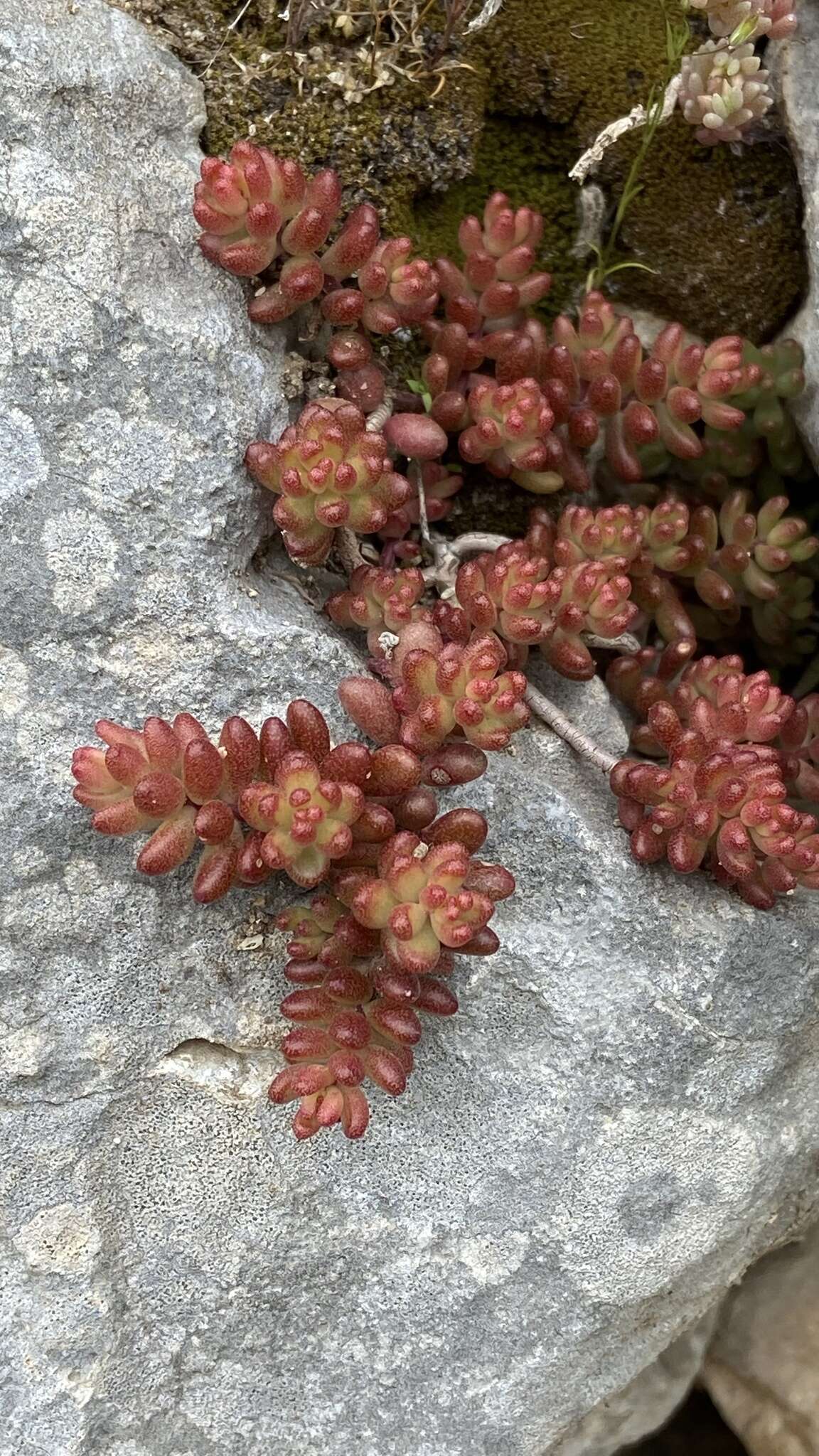 Image of White Stonecrop