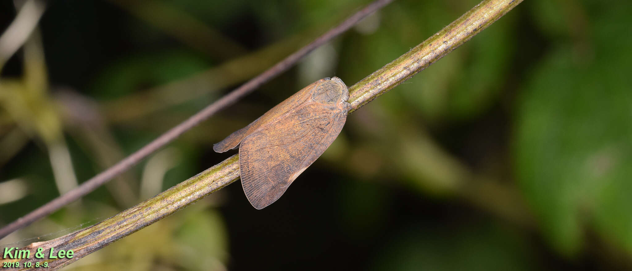 Image of Pochazia shantungensis