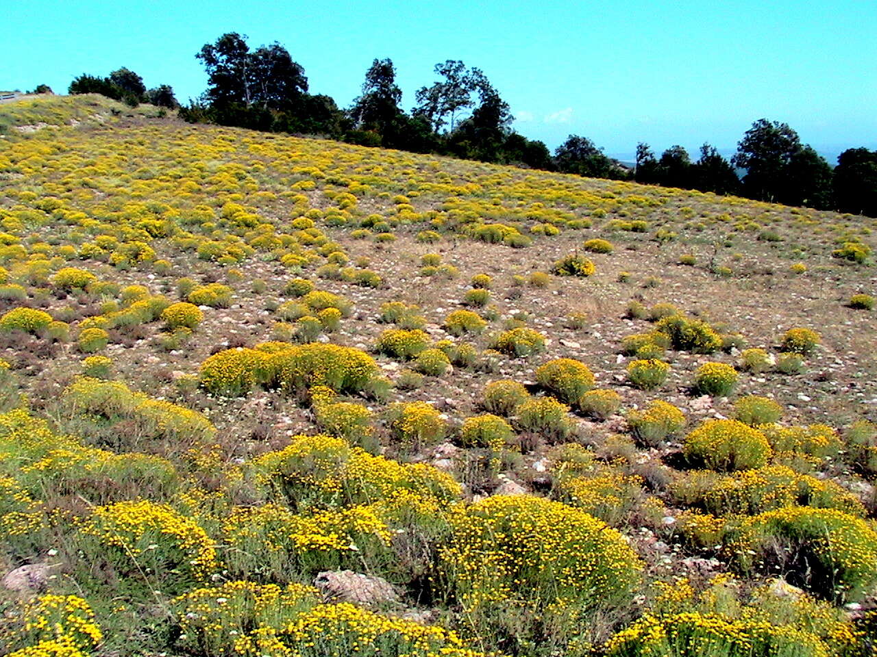 Image of lavender cotton