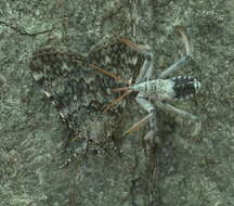 Image of Wheel Bug