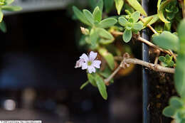 Image of creeping baby's-breath