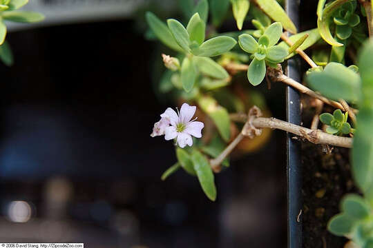 Image de Gypsophile rampante