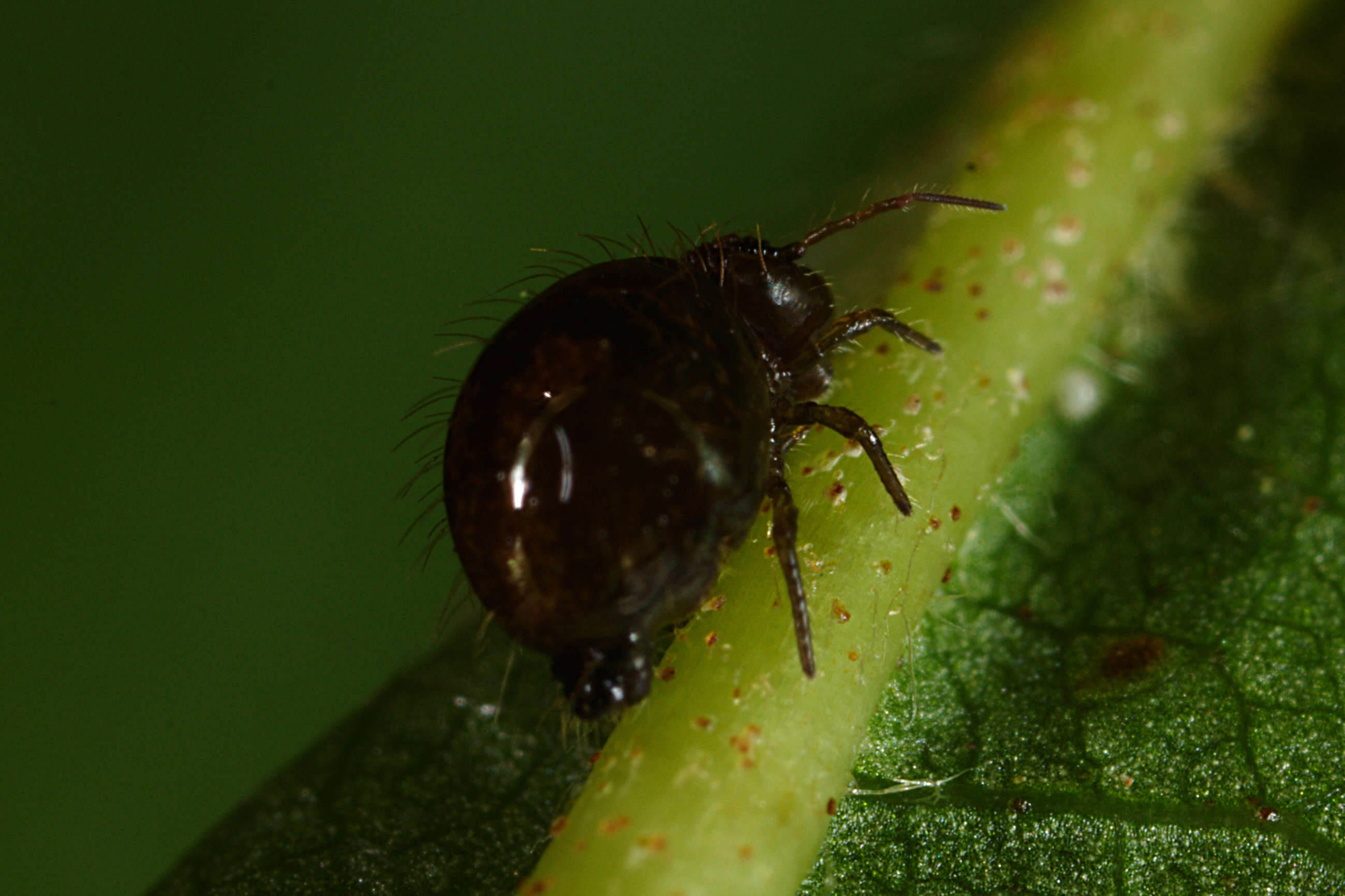 Image of globular springtail