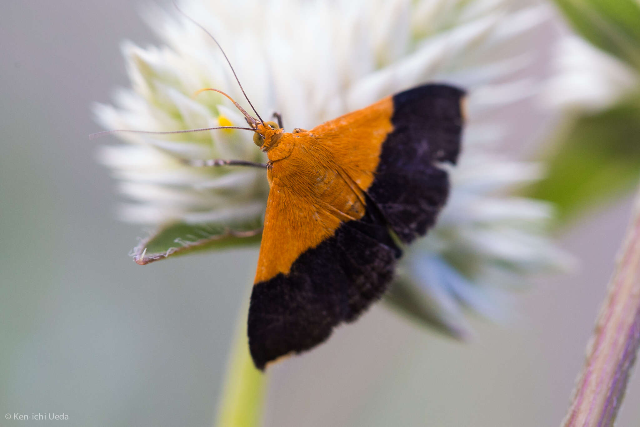 Image of Pyrausta augustalis Grote