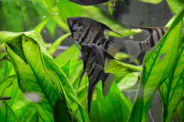 Image of freshwater angelfish