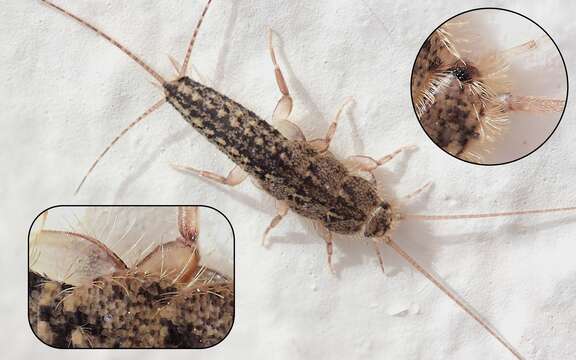 Image of Four-lined Silverfish