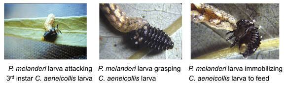 Image of Parasyrphus melanderi (Curran 1925)