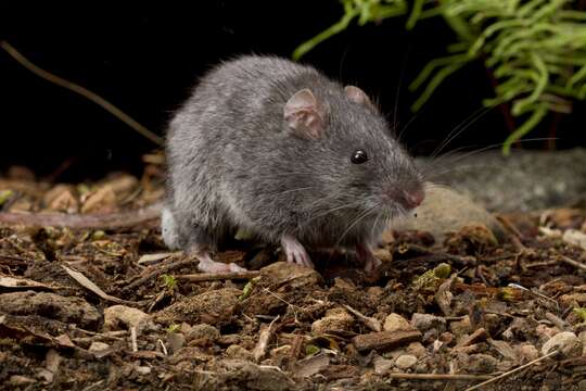 Image of Smoky Mouse