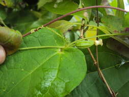 Image of Solena amplexicaulis (Lam.) Gandhi ex Saldanha & Nicolson