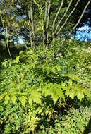 Image of Arizona bugbane