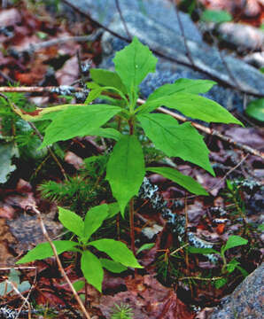 Image of Whorled Nodding-Aster