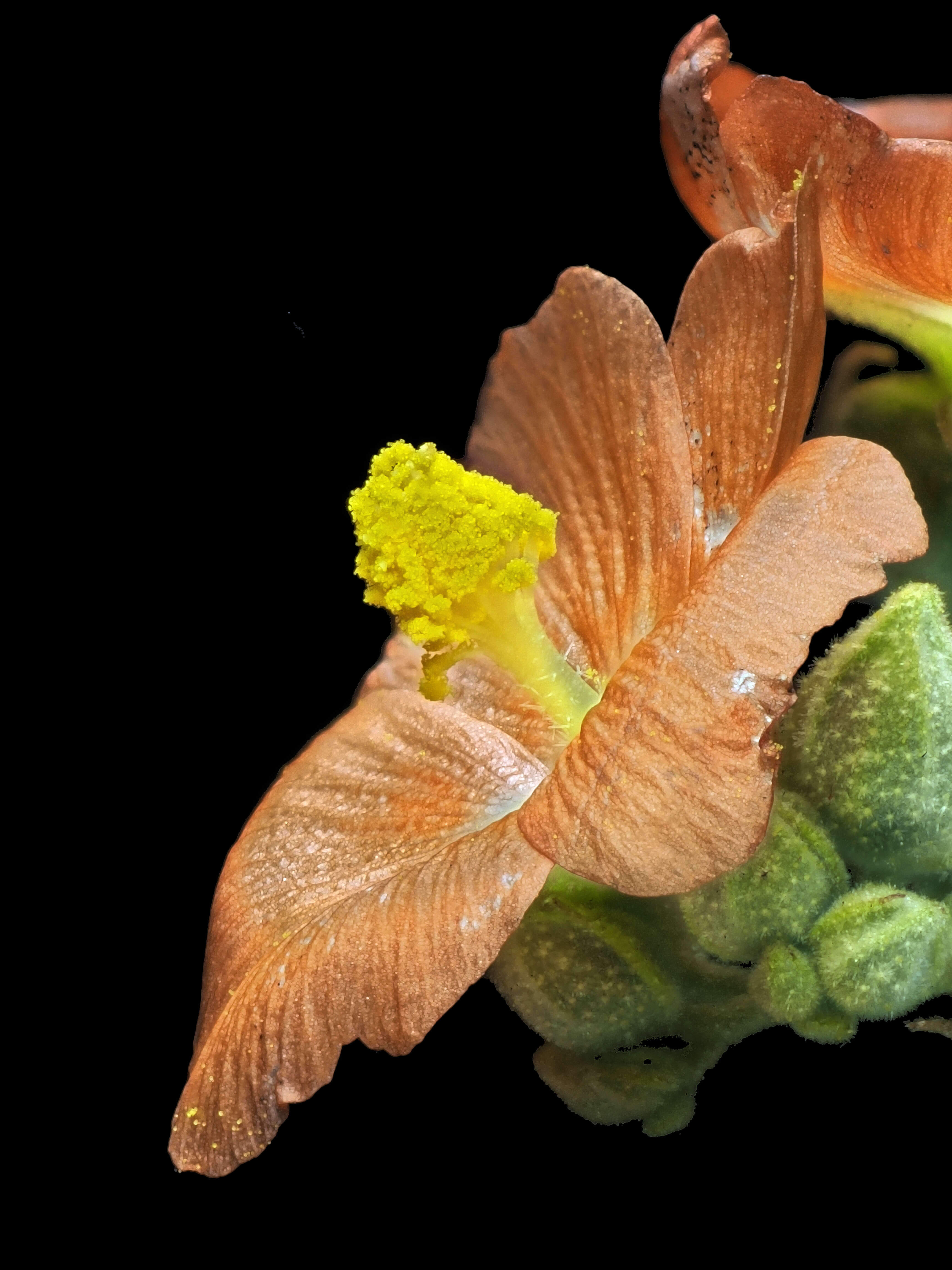 Image of desert globemallow