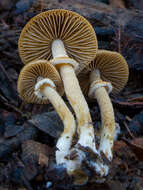 Image of Conocybe rugosa (Peck) Watling 1981