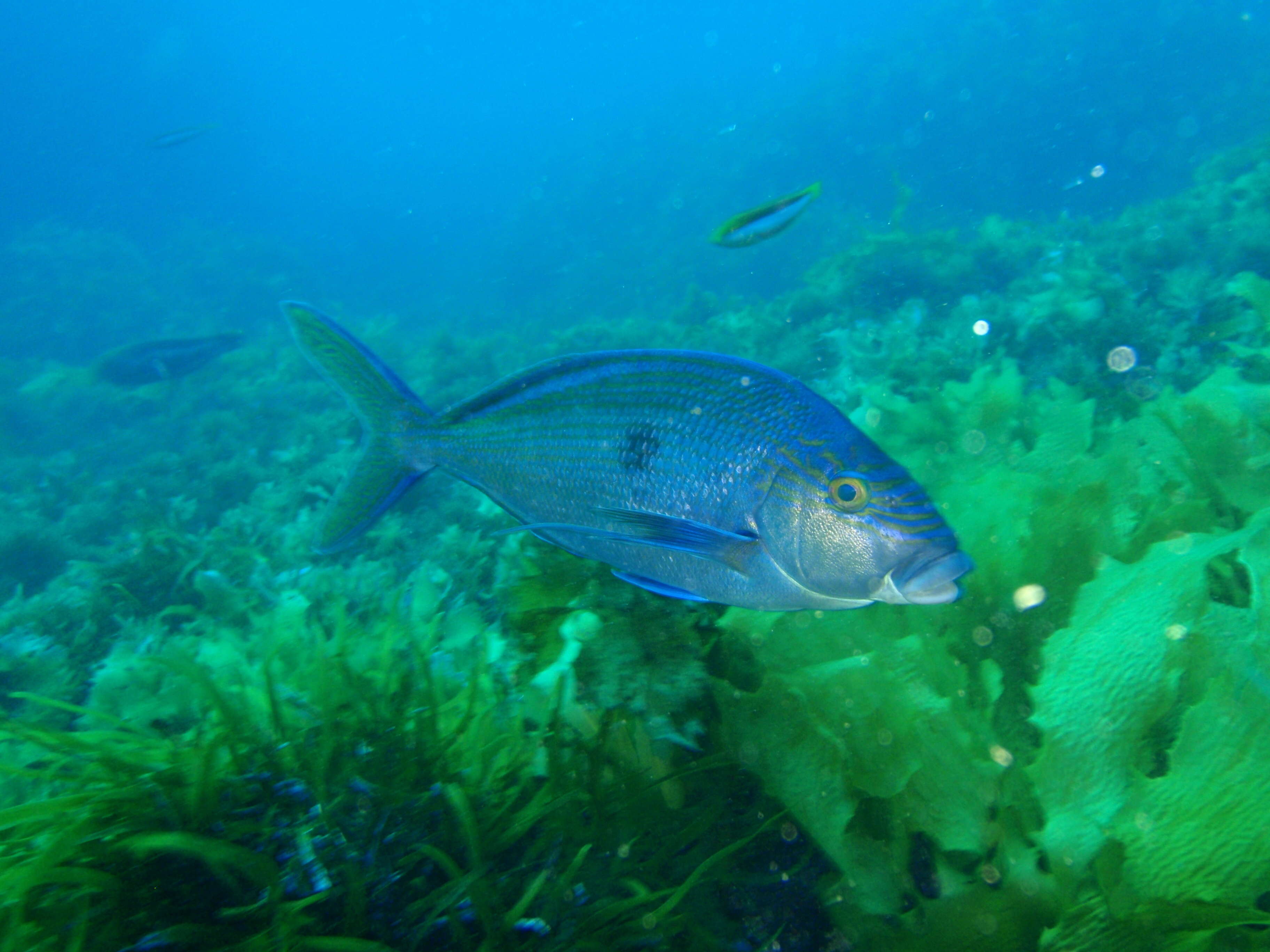 Image of Blue morwong