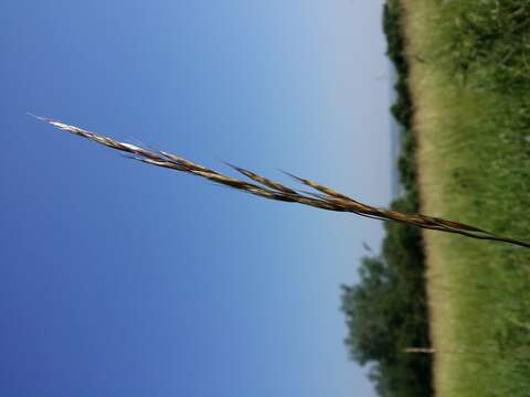 صورة Helictochloa pratensis (L.) Romero Zarco