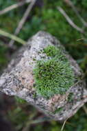 Image of pulvinate dry rock moss