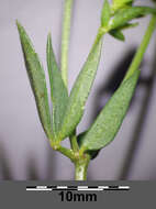 Image of Narrow-leaved Bird's-foot-trefoil