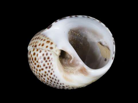 Image of fly-speck moonsnail