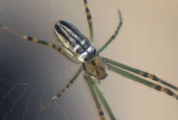 Image of Silver orb spider