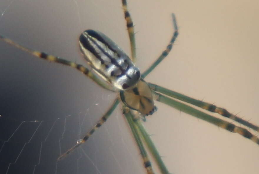 Image of Silver orb spider