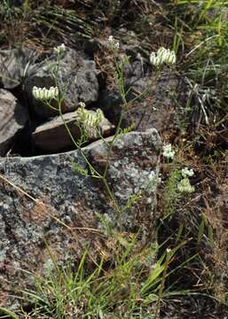 Imagem de Torilis leptophylla (L.) Rchb. fil.