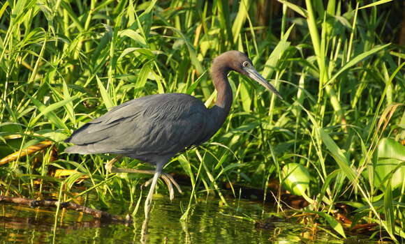 Image of Little Blue Heron