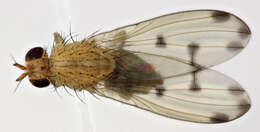 Image of Meiosimyza decempunctata (Fallen 1820)