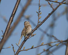 Image of Field Sparrow