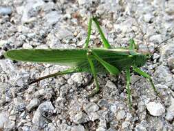 Image of Great green bushcricket