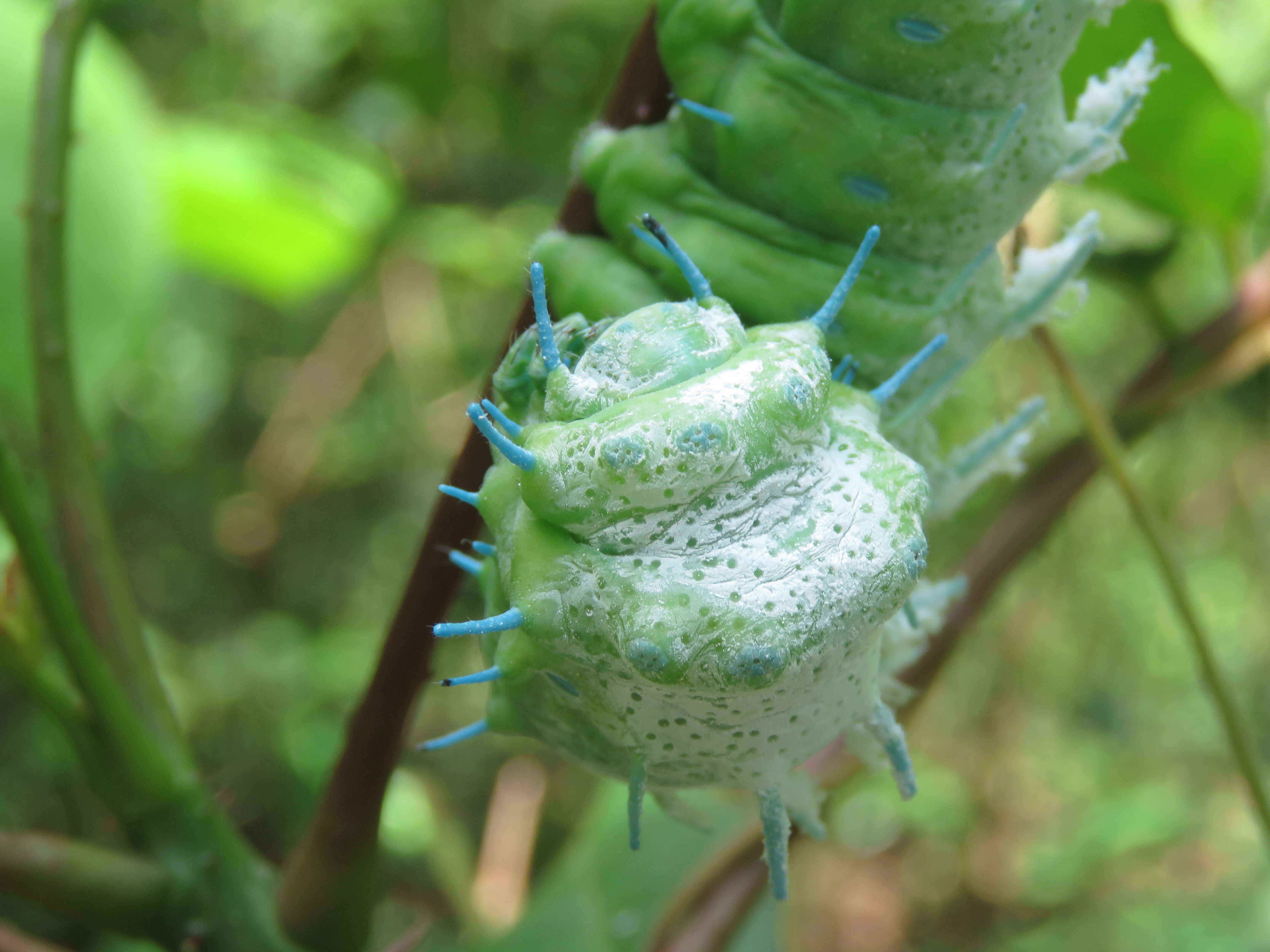 Image of Zanthoxylum rhetsa (Roxb.) DC.