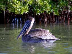 Image of Brown Pelican