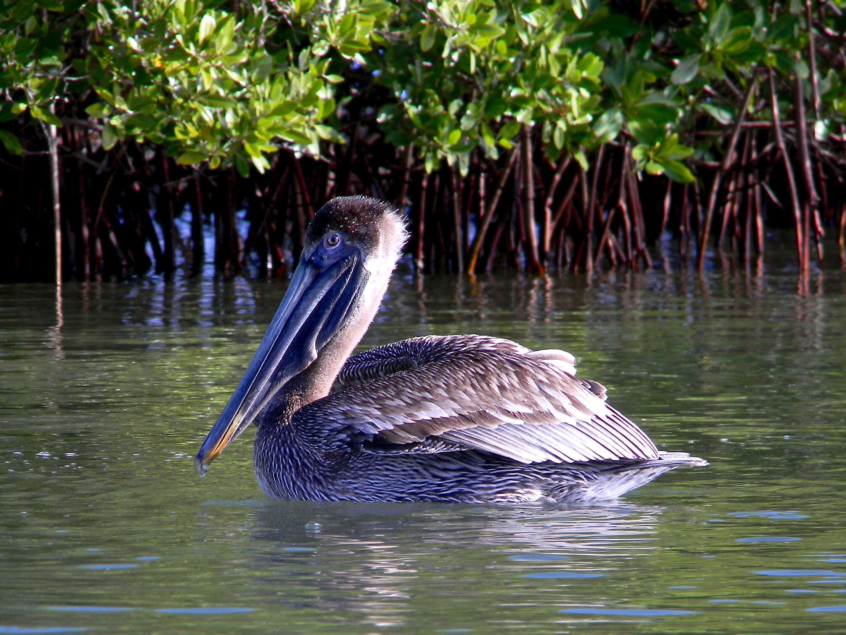 Image of Brown Pelican