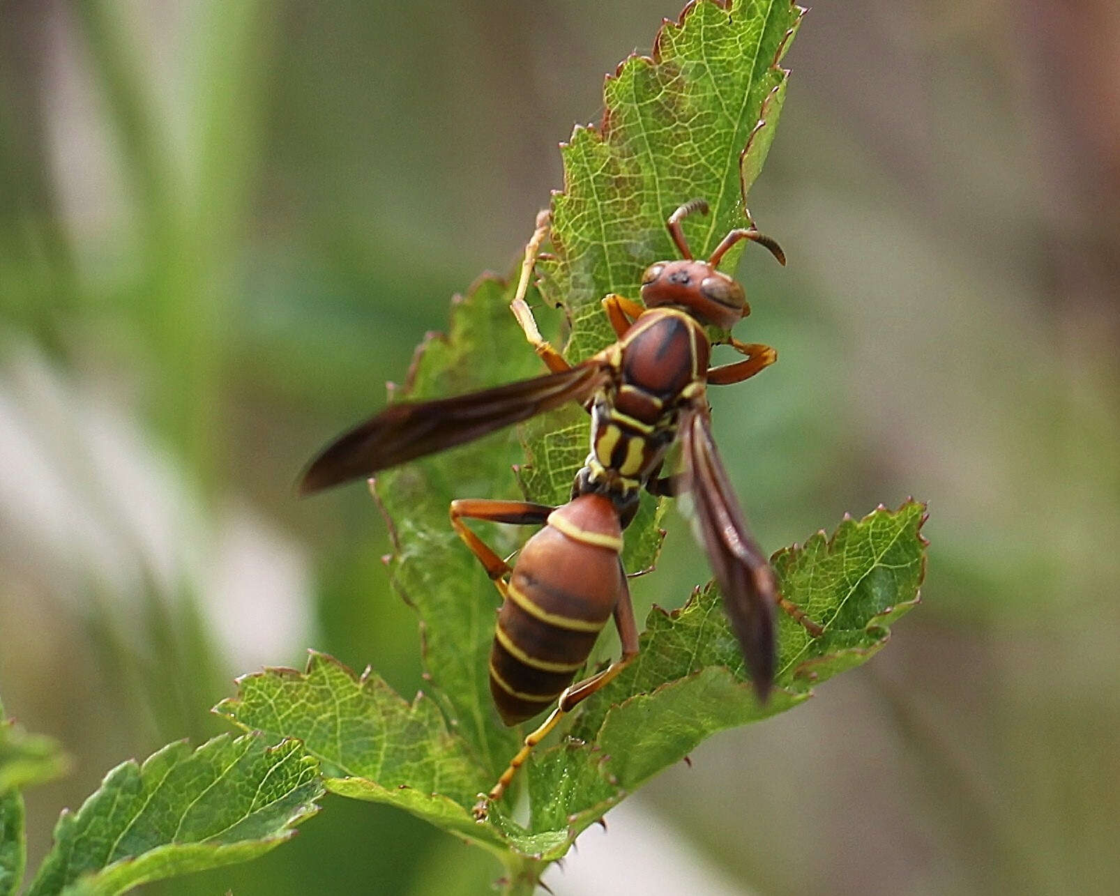 Image of Polistes dorsalis (Fabricius 1775)