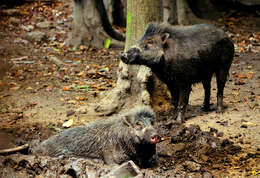 Image of Visayan Warty Pig