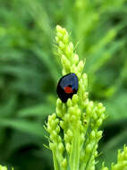 Image of Harlequin Ladybird