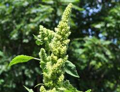 Image of Powell's amaranth