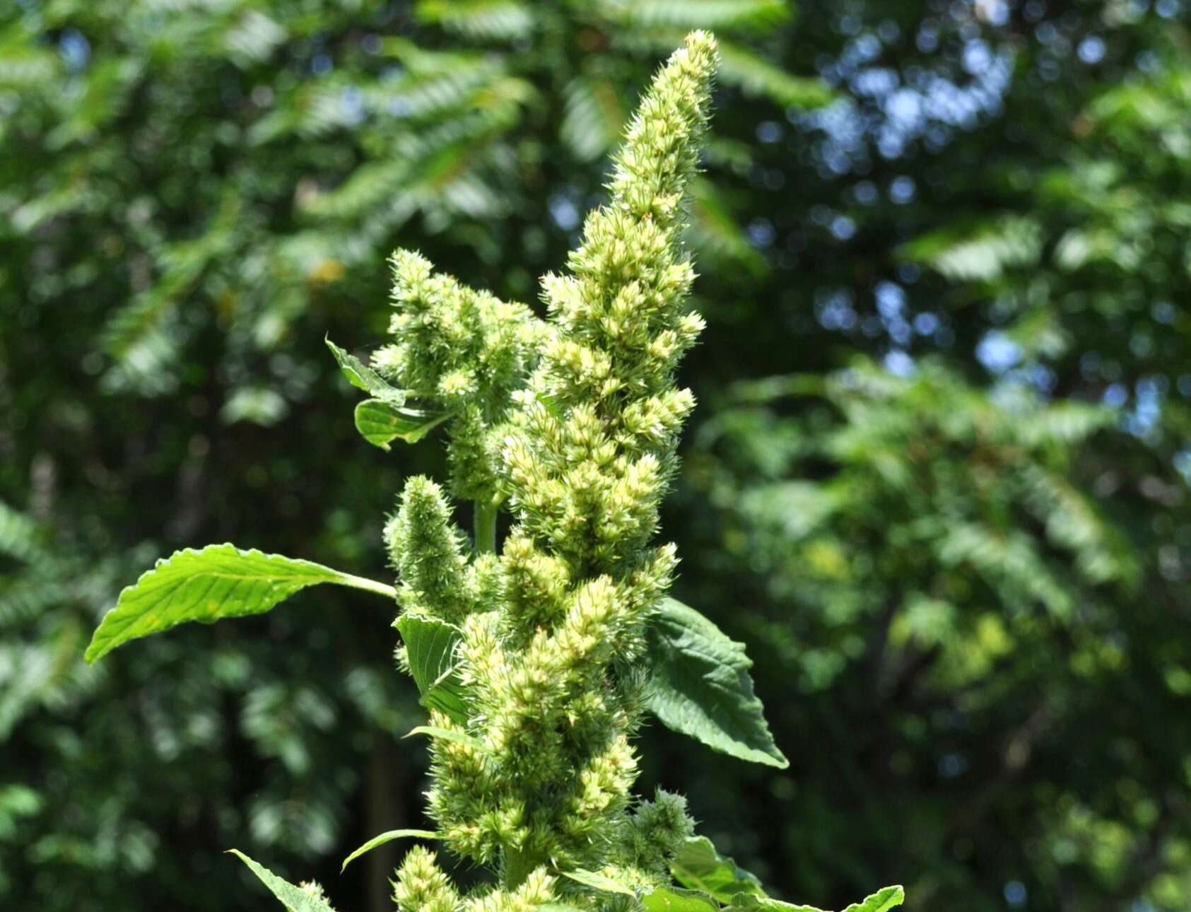 Image of Powell's amaranth